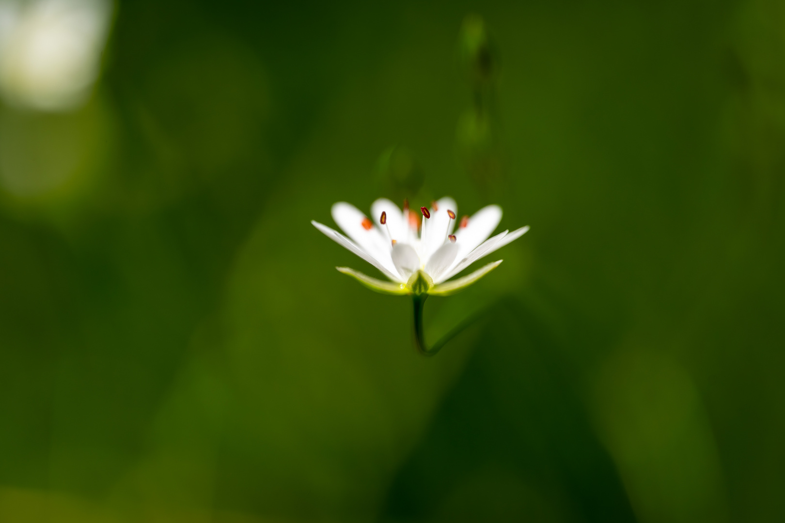 Eine kleine Schönheit der Natur