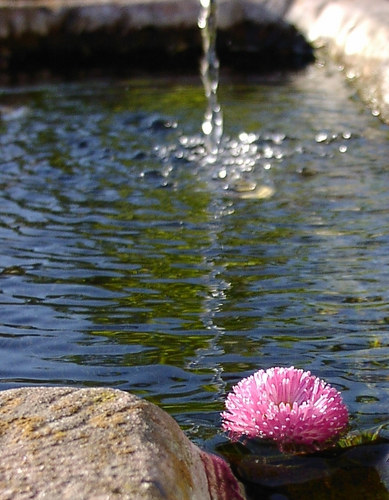 eine kleine Schönheit in ihren Elementen: Wasser und Sonne