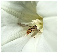 Eine kleine Schwebfliege....