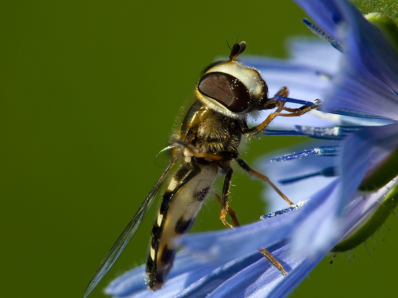 Eine kleine Schwebfliege