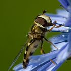 Eine kleine Schwebfliege