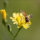 Eine kleine Schwebfliege