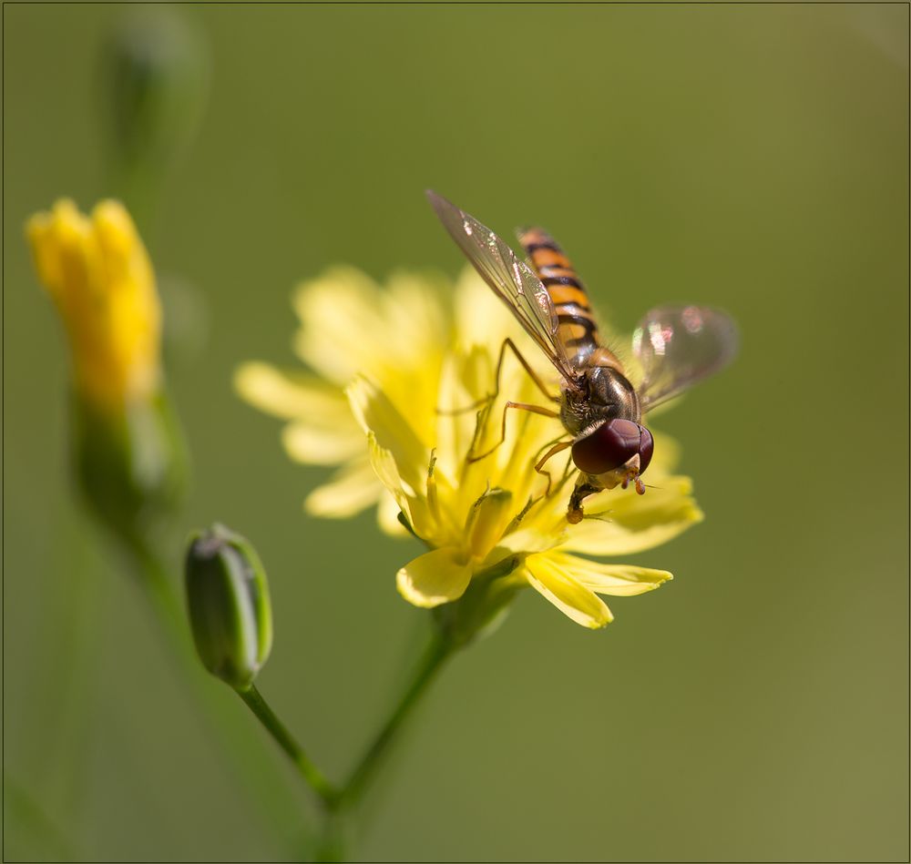 Eine kleine Schwebfliege