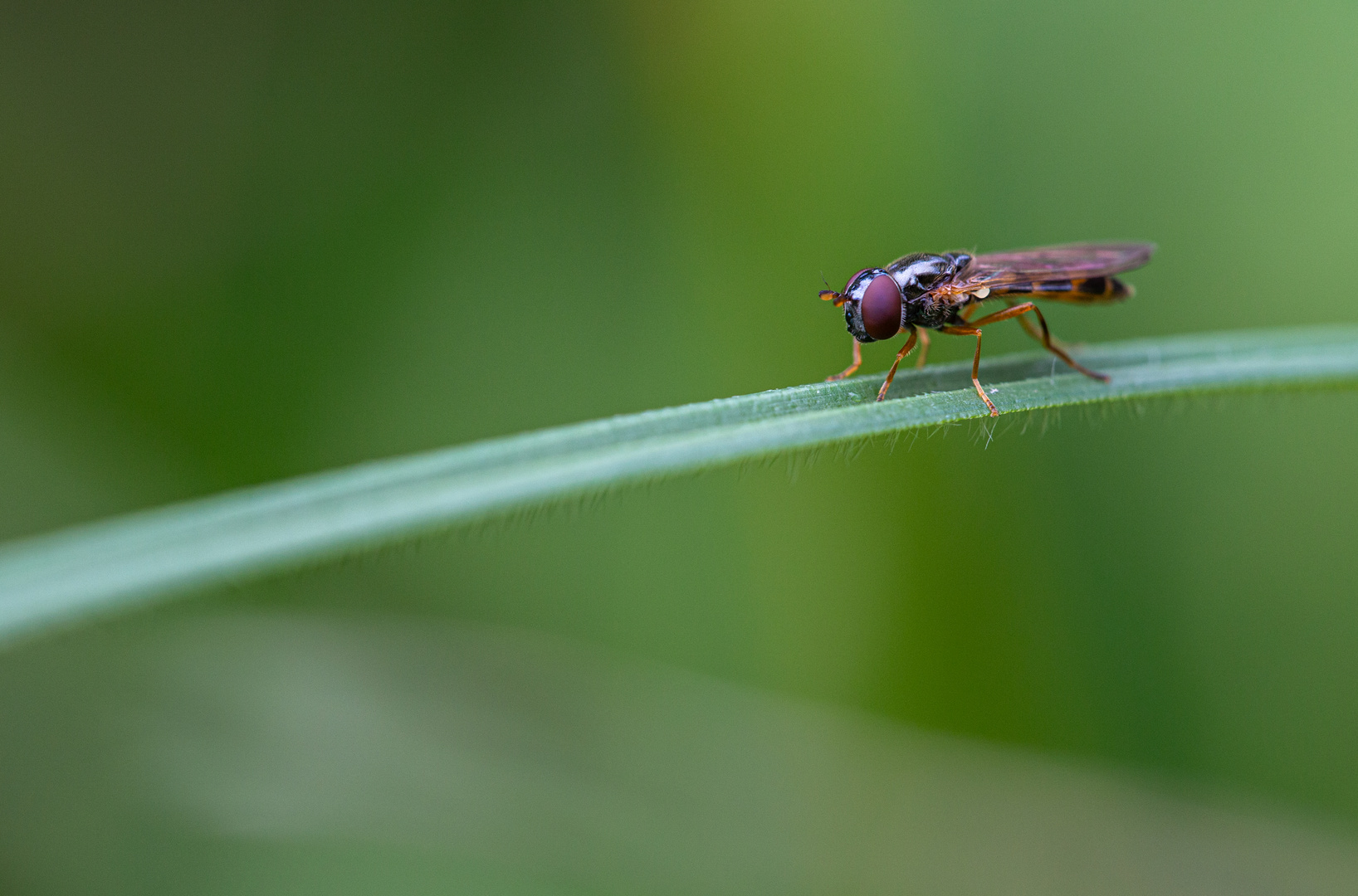 Eine kleine Schwebfliege