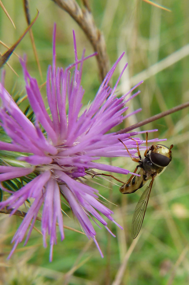 Eine kleine Schwebfliege am noch reich gedeckten Disteltisch