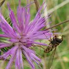 Eine kleine Schwebfliege am noch reich gedeckten Disteltisch