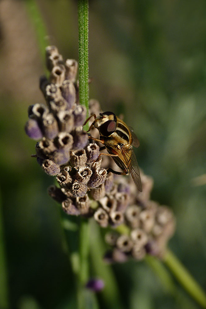 Eine kleine Schwebfliege auf Lavendel