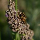 Eine kleine Schwebfliege auf Lavendel