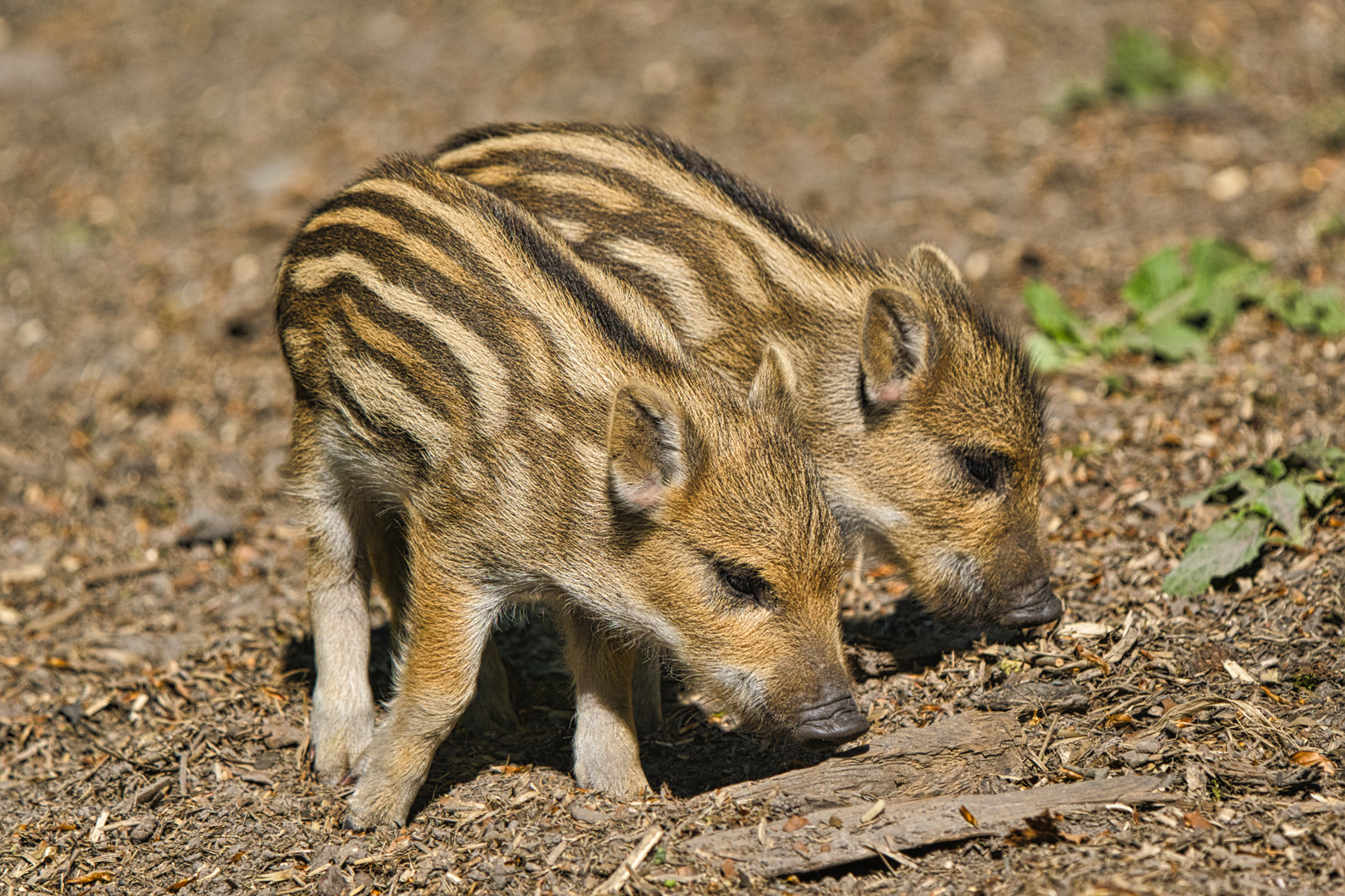 Eine kleine Schweinerei.... 