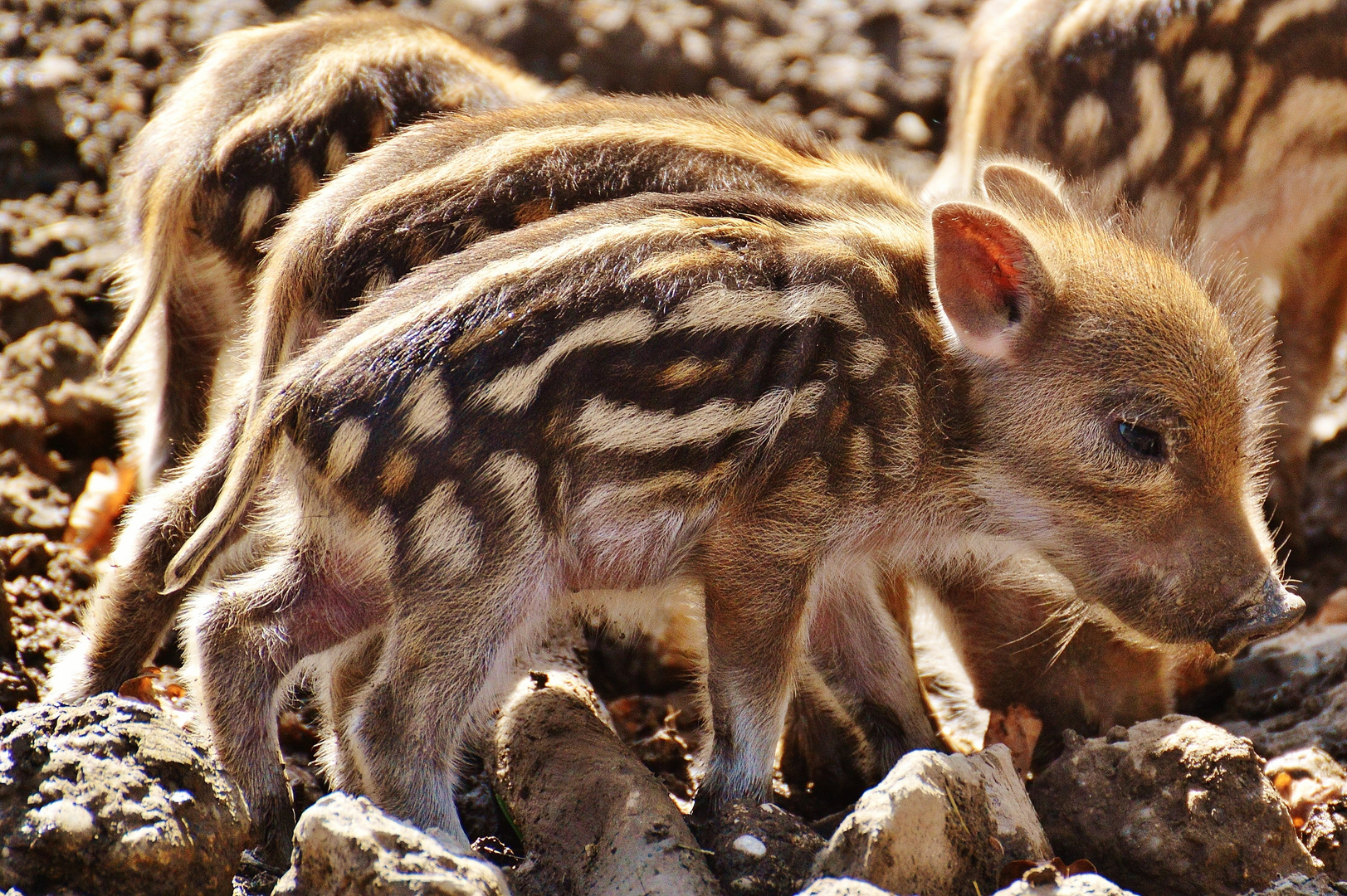 Eine kleine Schweinerei 