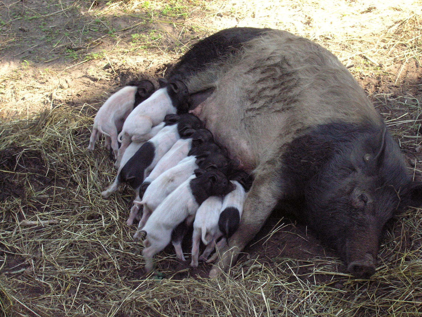 Eine kleine "Schweinerei" - das haut die stärkste Sau um ....