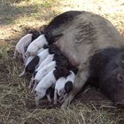 Eine kleine "Schweinerei" - das haut die stärkste Sau um ....