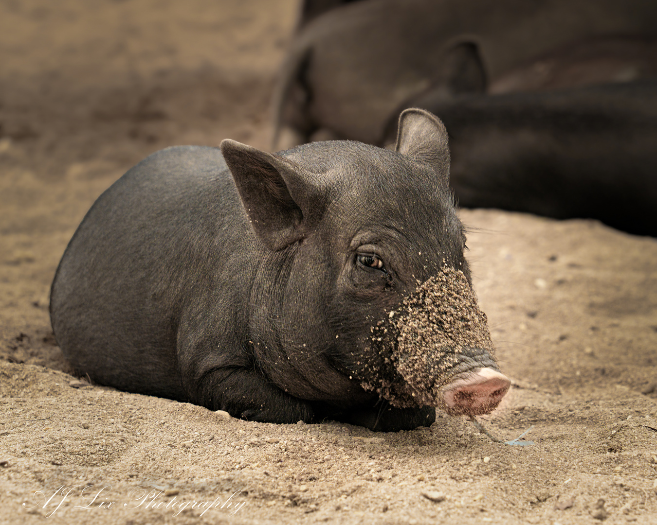 Eine kleine Schweinerei zum Wochenende