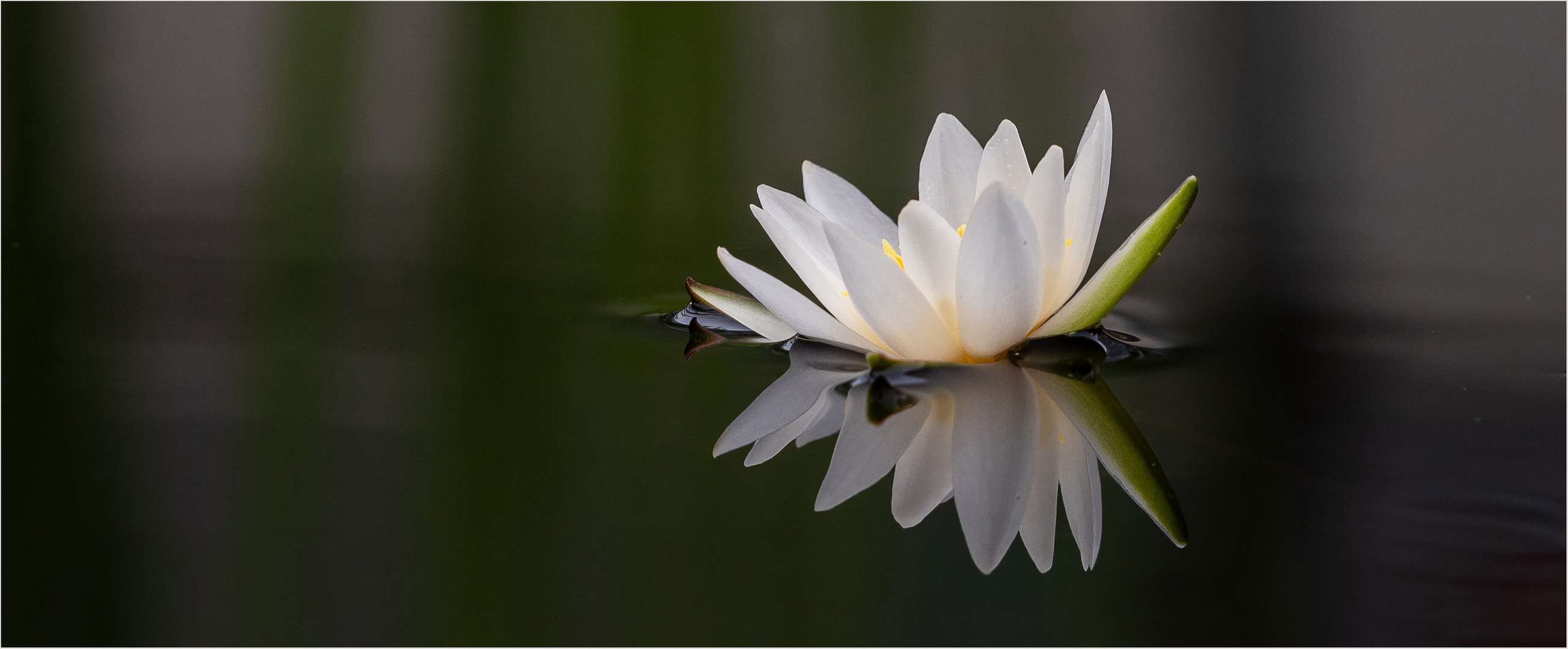 Eine kleine Seerose