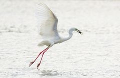 Eine kleine Seltenheit: Silberreiher (Ardea alba) Sonderform modesta