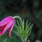 Eine kleine Sensation für mich ist die Blüte der roten Küchenschelle im Oktober...