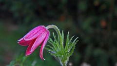 Eine kleine Sensation für mich ist die Blüte der roten Küchenschelle im Oktober...