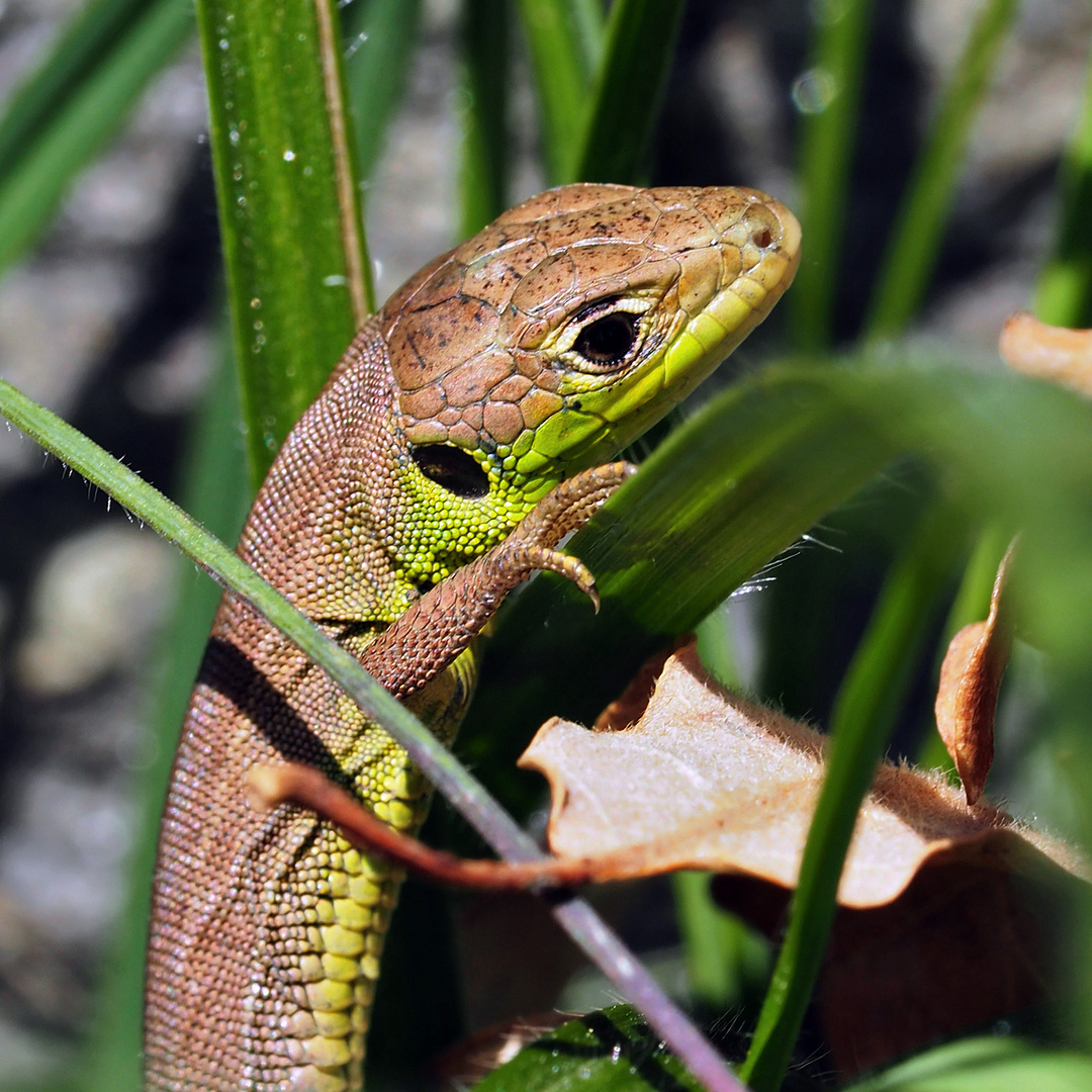 Eine kleine Smaragdeidechse (Lacerta bilineata), jung und unerfahren!