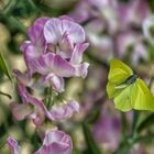 Eine kleine Sommerfrische