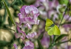 Eine kleine Sommerfrische