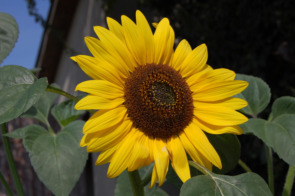 Eine kleine Sonne Foto & Bild pflanzen, pilze & flechten, blüten