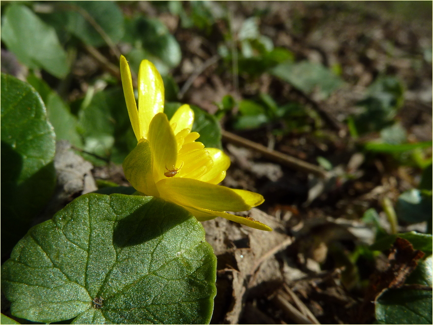 Eine kleine Sonne