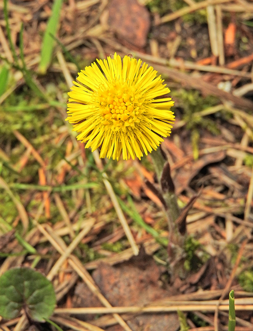 Eine kleine Sonne ...