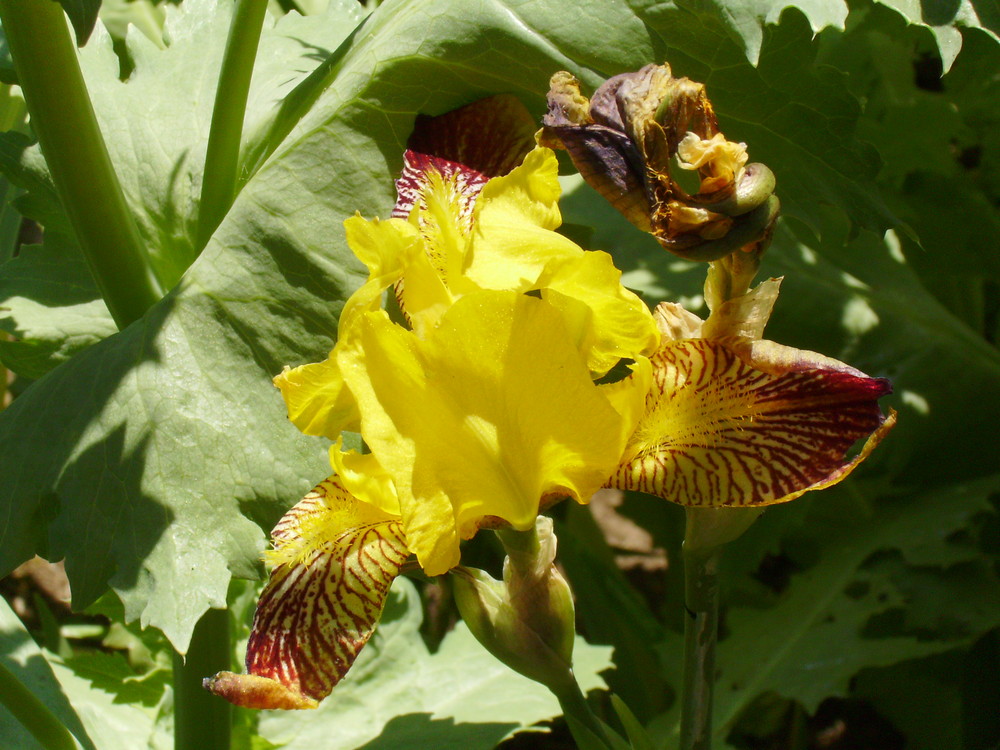 eine kleine Sonne im Blumenbeet