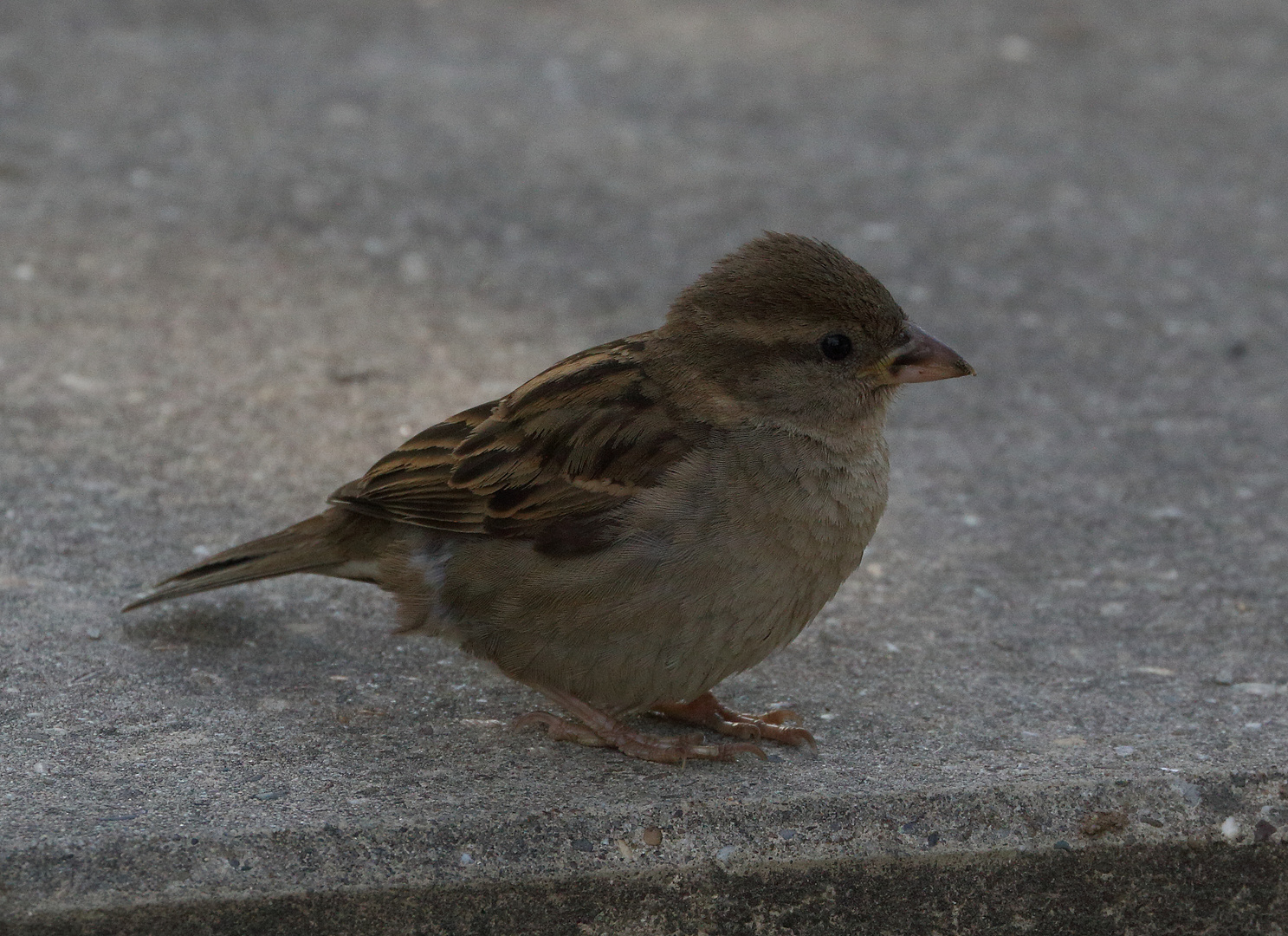 Eine kleine Spatz 