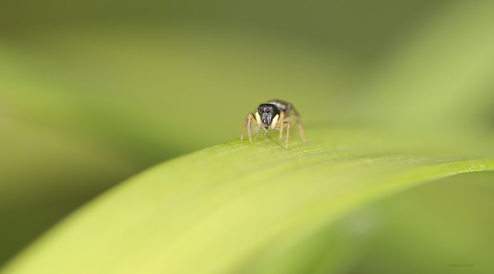 Eine kleine Spinne