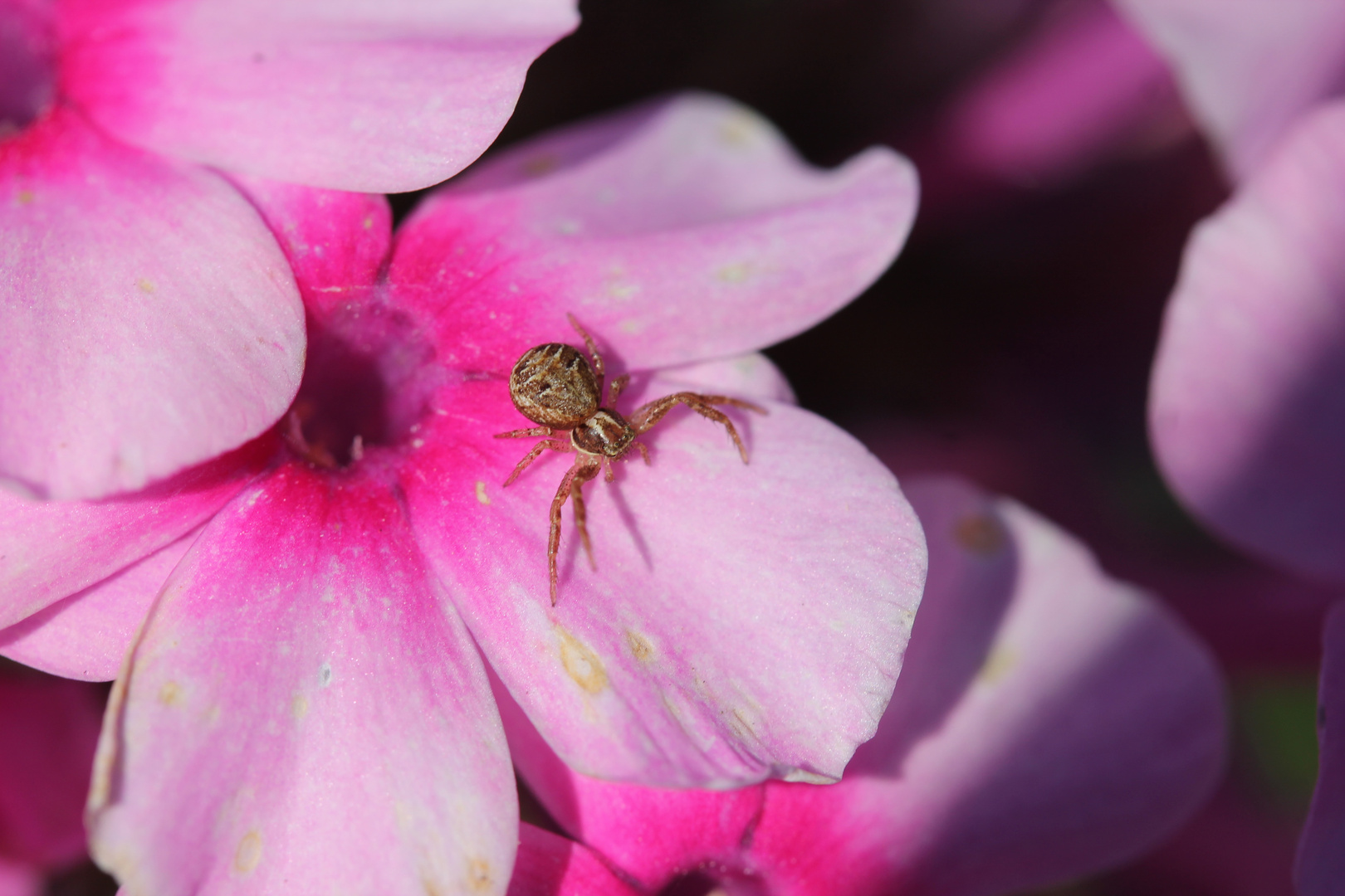 eine kleine Spinne