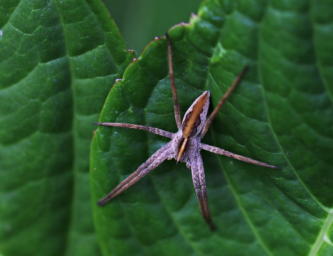 Eine kleine Spinne ...