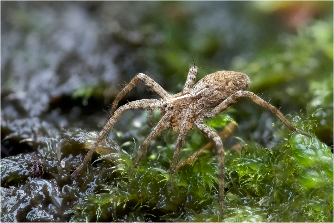 Eine kleine Spinne