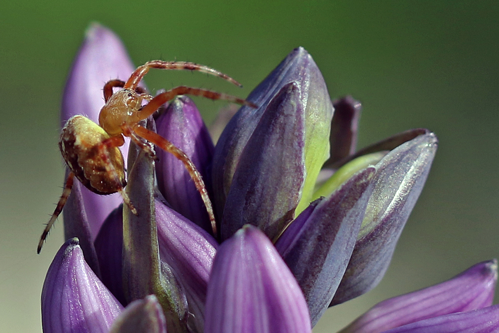 Eine kleine Spinne ...