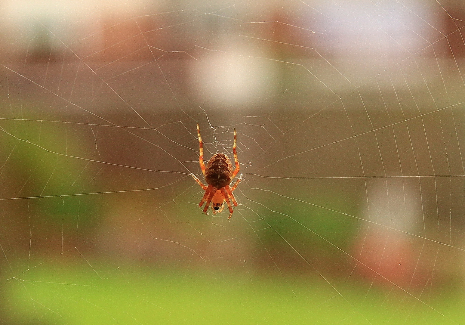 Eine kleine Spinne