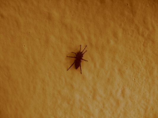 eine kleine spinne auf dem weissen gipsputz...
