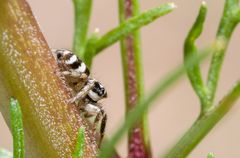 Eine Kleine Spinne auf einem Blumenstengel (Nur Doku)