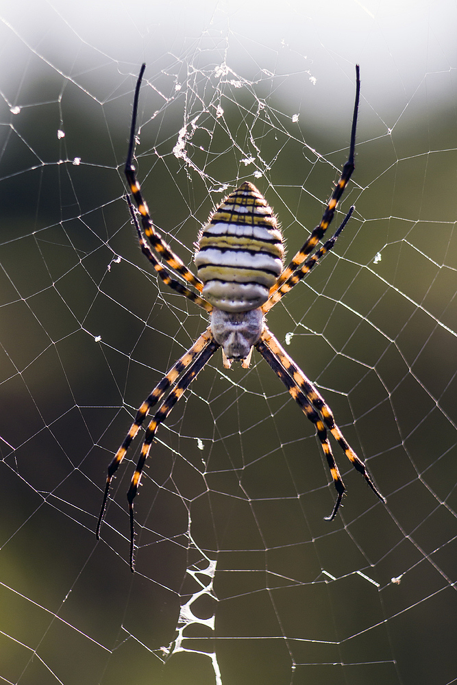 Eine kleine Spinne ^^"