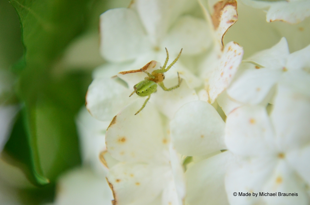 Eine kleine Spinne