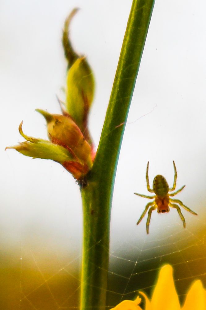 Eine kleine Spinne