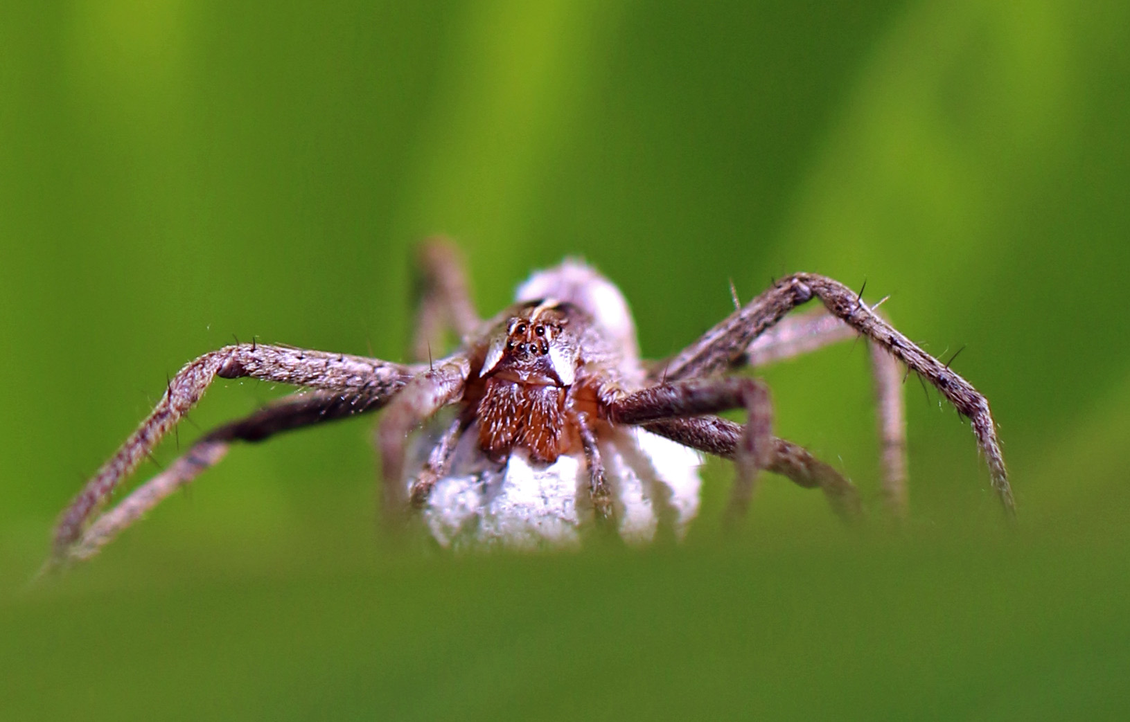 Eine kleine Spinne ...