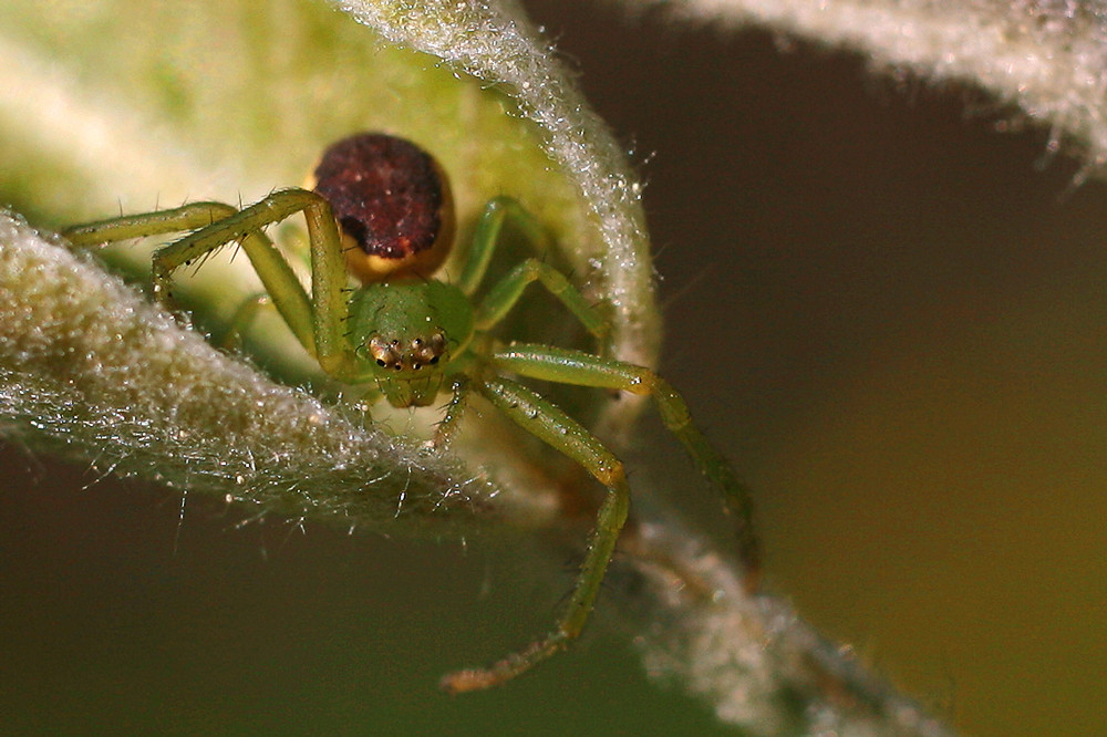 Eine kleine ????-Spinne in Angriffsstellung!