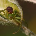 Eine kleine ????-Spinne in Angriffsstellung!