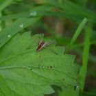 Eine kleine Spinne krabbelt...