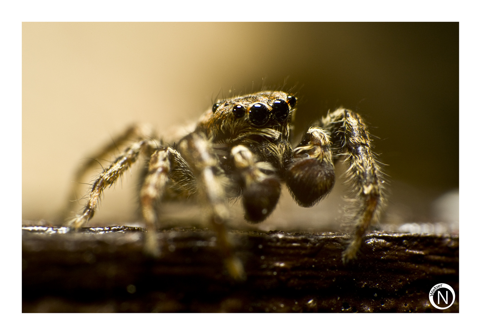 Eine kleine Springspinne (Salticidae) im Garten