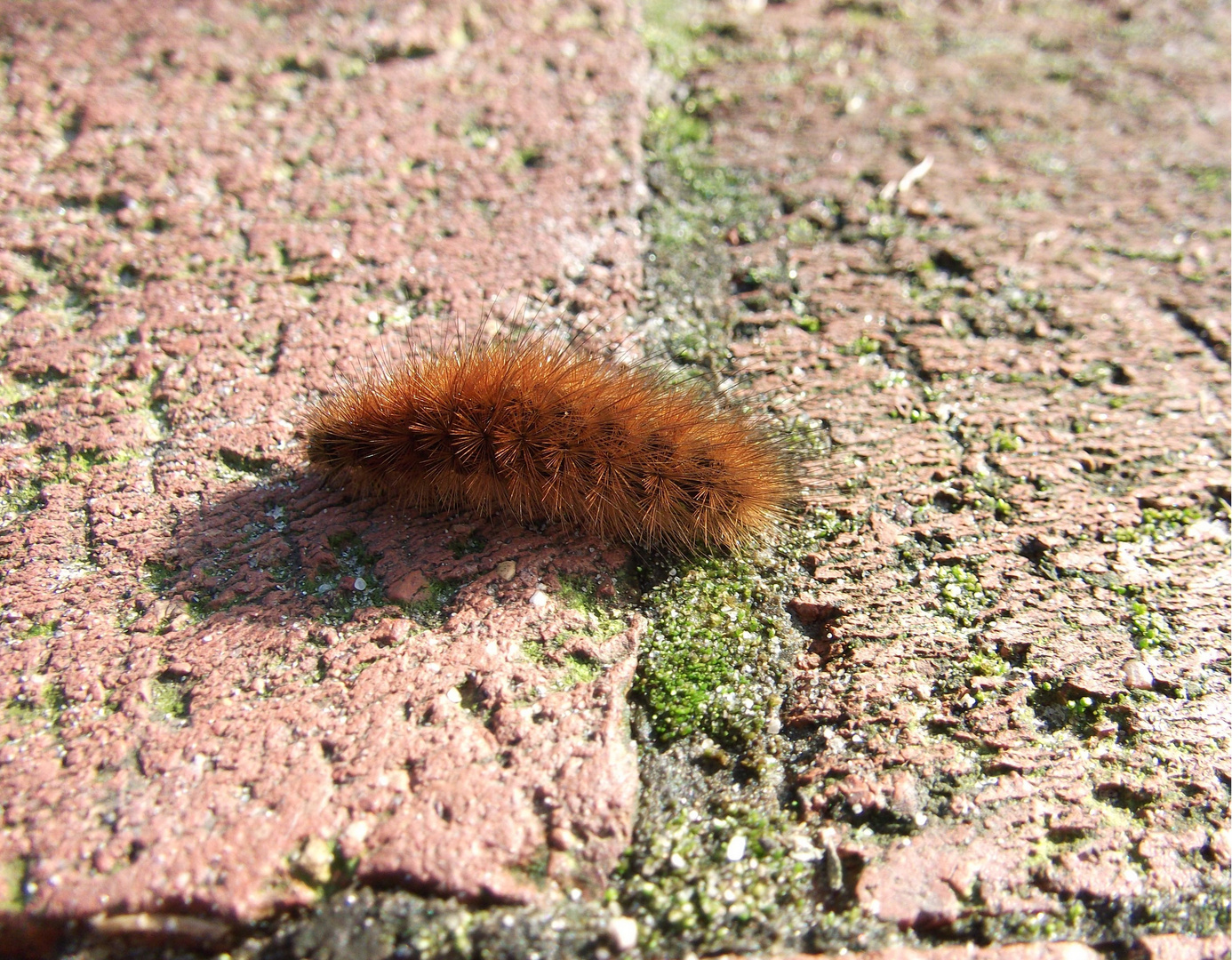 Eine kleine, stachelige Raupe