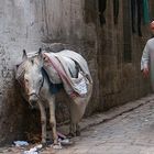 Eine kleine Städtereise durch Syrien...(12)