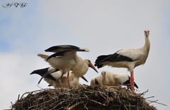 Eine kleine Storchenfamilie