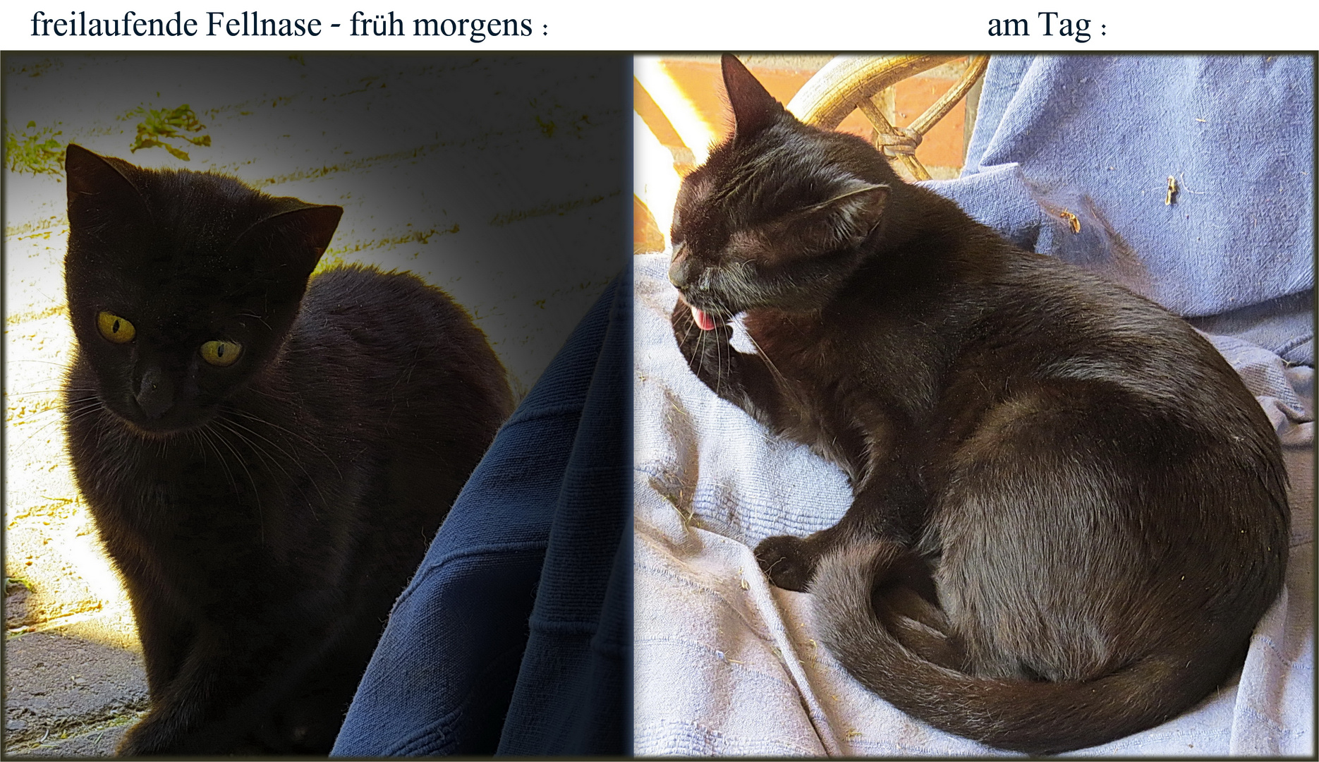 Eine Kleine Susse Freilaufende Fellnase Foto Bild Tiere Natur Katze Bilder Auf Fotocommunity