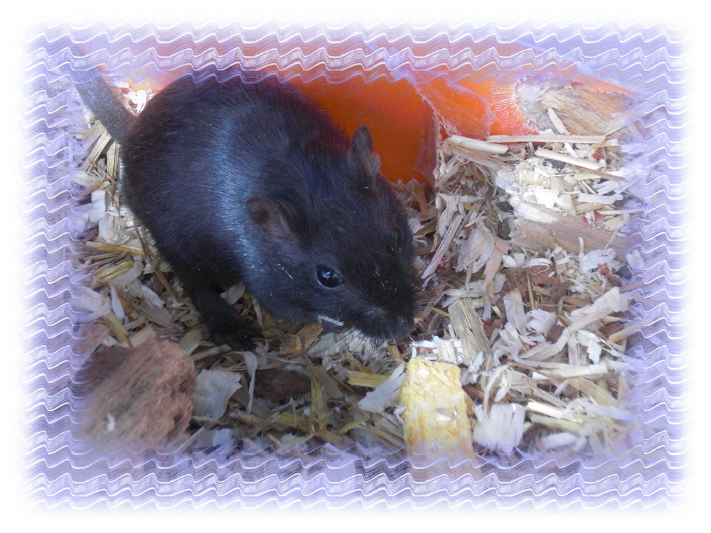 Süße Kleine Maus Süße Kleine Maus